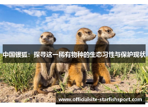 中国银狐：探寻这一稀有物种的生态习性与保护现状